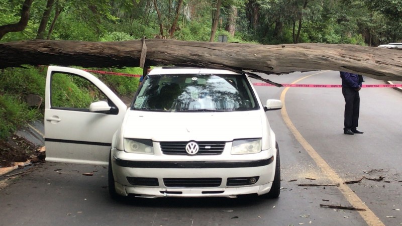 Gran árbol cae sobre un auto, en Morelia  
