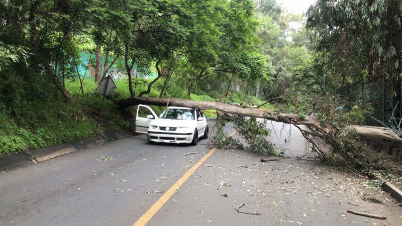 Gran árbol cae sobre un auto, en Morelia  