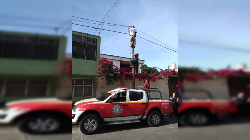 Bomberos de Zitácuaro rescatan a un gato 