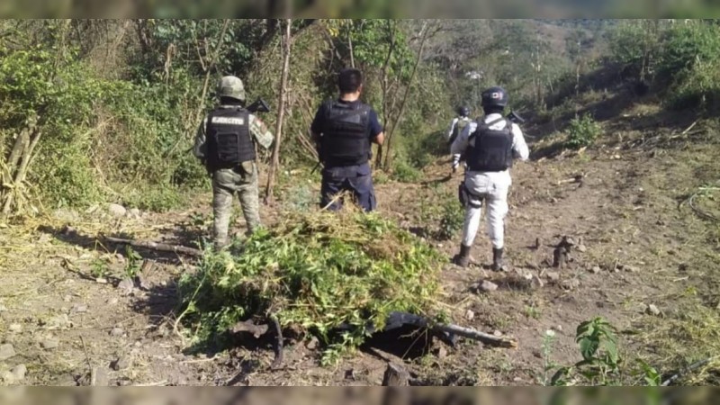 Destruyen campamento y plantío de marihuana en Chinicuila 