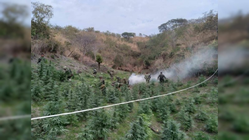 Militares localizan y destruyen 2 plantíos de mariguana, en Coalcomán 