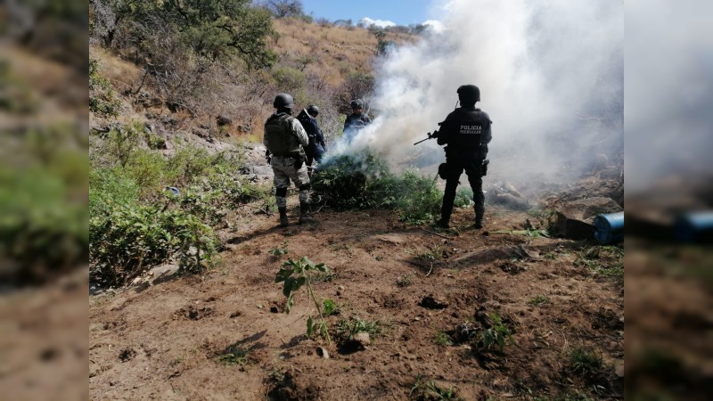 Nocupétaro: policías y militares localizan y destruyen 4 plantíos de mariguana 
