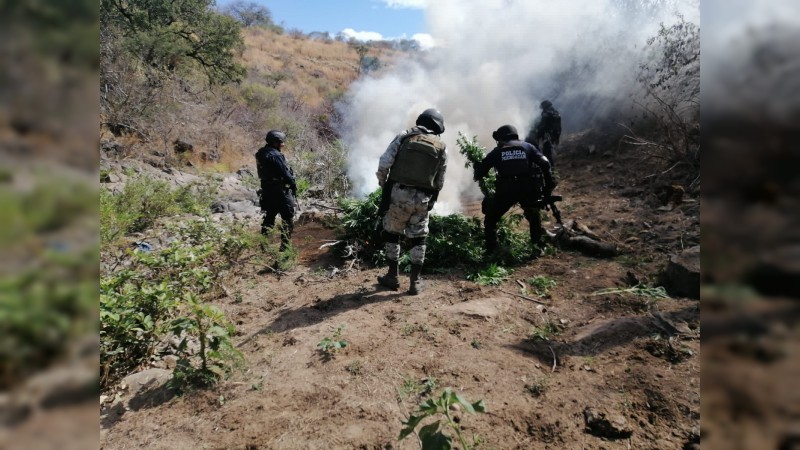 Destruyen plantíos de mariguana, en Nocupétaro  