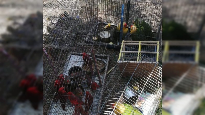 En Zinapécuaro, División Ambiental de la SSP  rescata 77 aves silvestres 