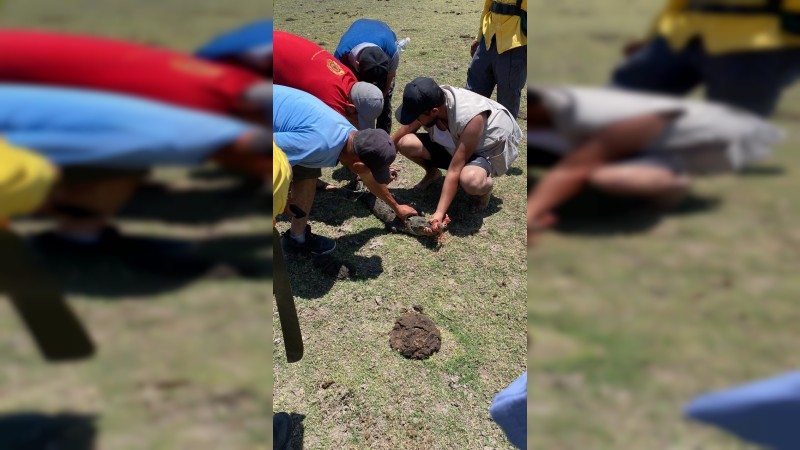 Capturan a cocodrilo de 2 metros, en una presa de Zinapécuaro 