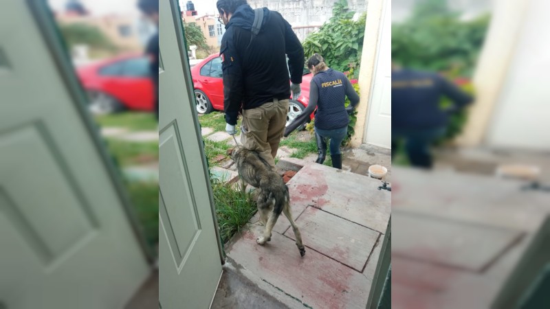 Abandonan a perrito en azotea de casa, en Morelia; denuncia ayudó a su rescate  