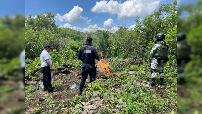 En operativo en Zacapu, SSP y GN localizan y destruyen plantío de marihuana