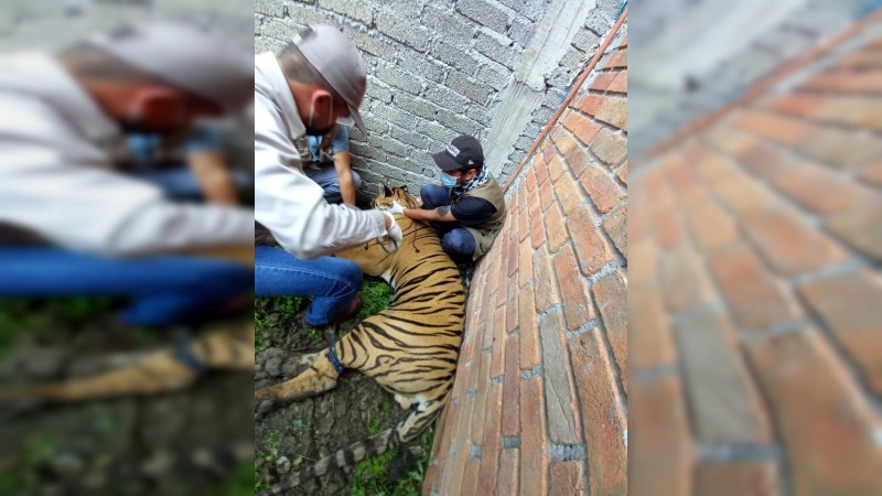 Un tigre también fue lesionado durante crimen en finca moreliana
