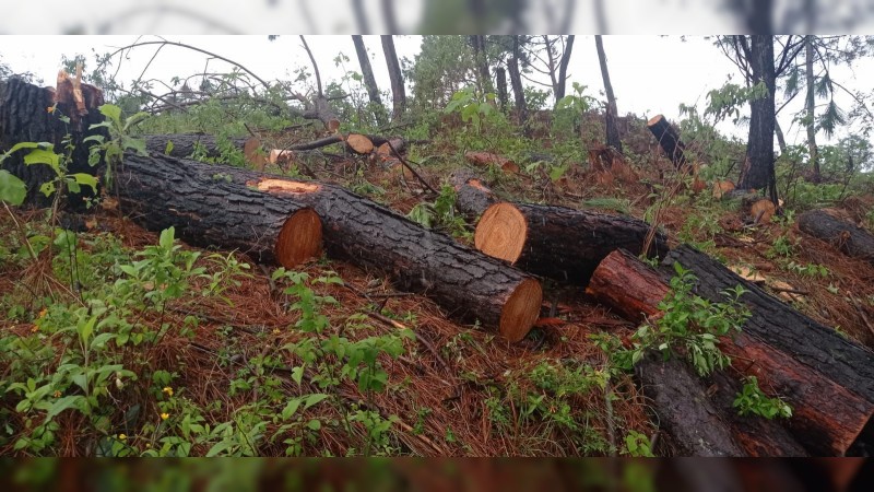 Aseguran 98 rollos de madera presuntamente ilegal, en Zitácuaro