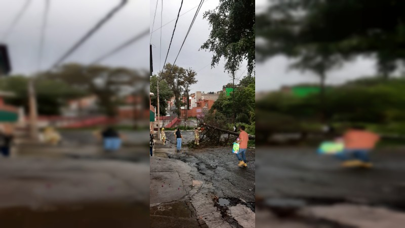 Árboles y un semáforo desplomado, saldo de lluvia en Morelia 