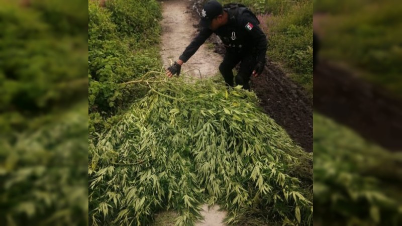 En Contepec, SSP asegura y destruye plantío de marihuana