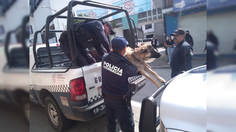 Rescatan a canino atropellado y lo trasladan a clínica veterinaria, en Zitácuaro