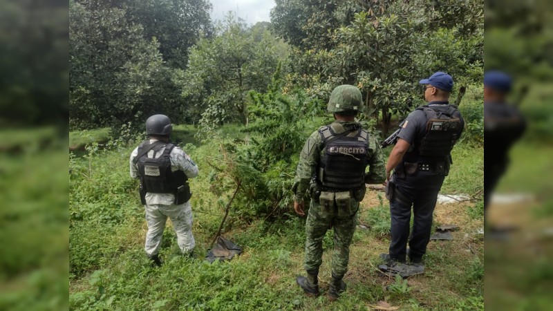 Policías y militares destruyen plantío de mariguana, en Uruapan 