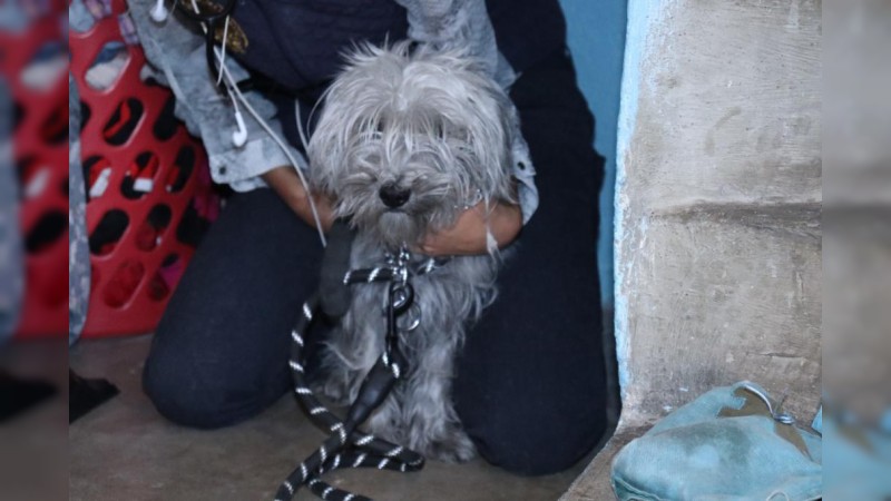 Rescata FGE a ejemplar canino víctima de maltrato, en Morelia