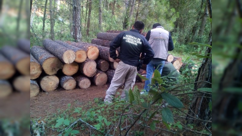 Arrasan con un bosque completo de pino y cedro, en Zacapu  