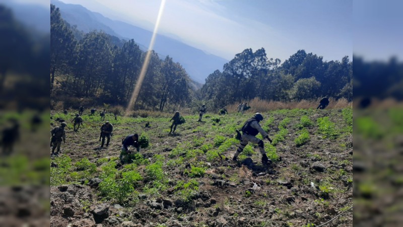 Zitacuaro: policía detectan y destruyen plantío de mariguana 