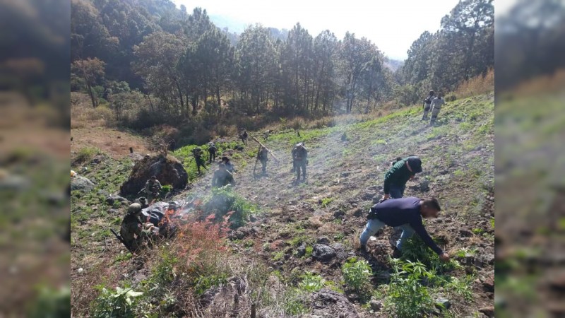 Policías y militares destruyen sembradío de mariguana, en Tuzantla 