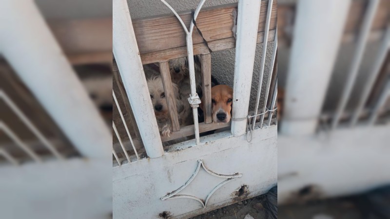 Rescatan a 4 perritos en estado de abandono, en Morelia 