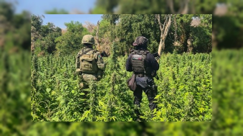 SSP y Sedena localizan y destruyen plantío de mariguana en Tumbiscatío