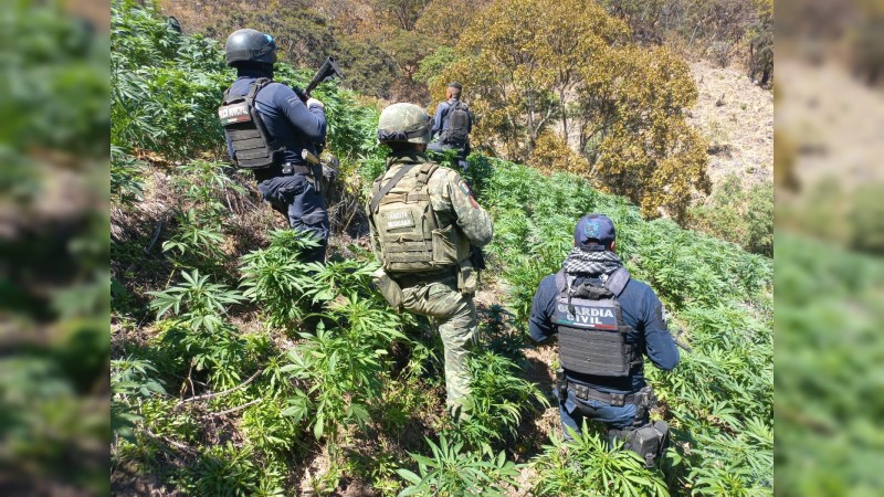 Policías y militares erradican plantío de mariguana, en Tuzantla 