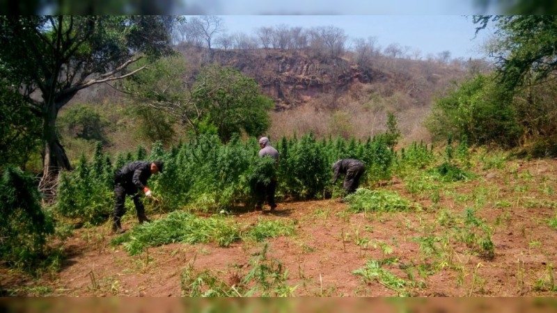 Militares erradican plantío de mariguana, en Cotija 