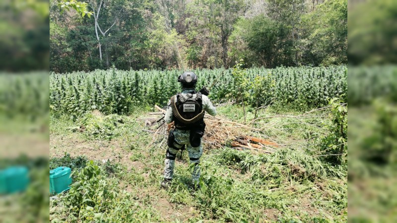 GN detecta y destruye plantío de mariguana, en Chinicuila 