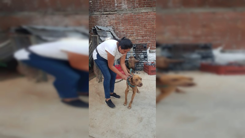 En cateo, aseguran a un can en condiciones de maltrato animal, en Uruapan   