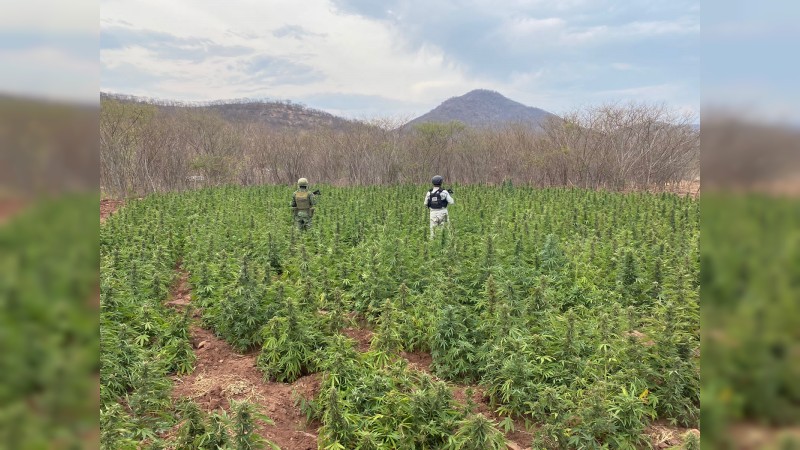 Militares erradican 6 plantíos de mariguana, en Turicato 