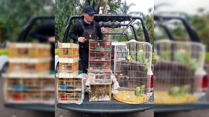 Tras operativo, policías aseguran 40 aves en peligro de extinción, en Morelia 