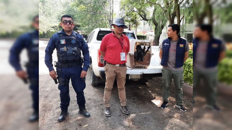 Guardia Civil y PROFEPA, rescatan a un mono araña 