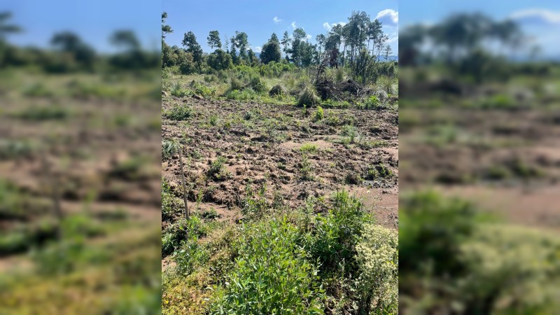 Asegura predio en Zinapécuaro por la plantación ilegal de aguacate y tala