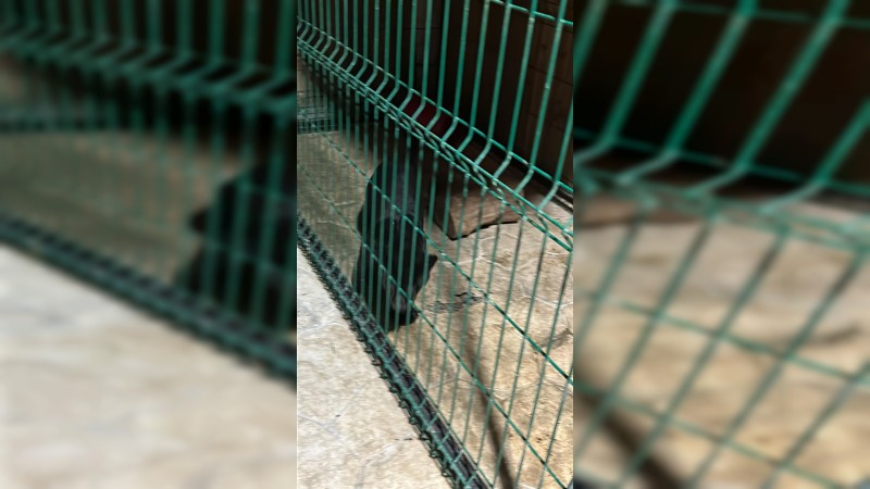 Aseguran felinos tras búsqueda de objetivo criminal, en Tanhuato   