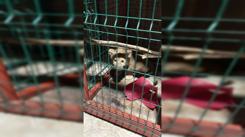 Aseguran felinos tras búsqueda de objetivo criminal, en Tanhuato   