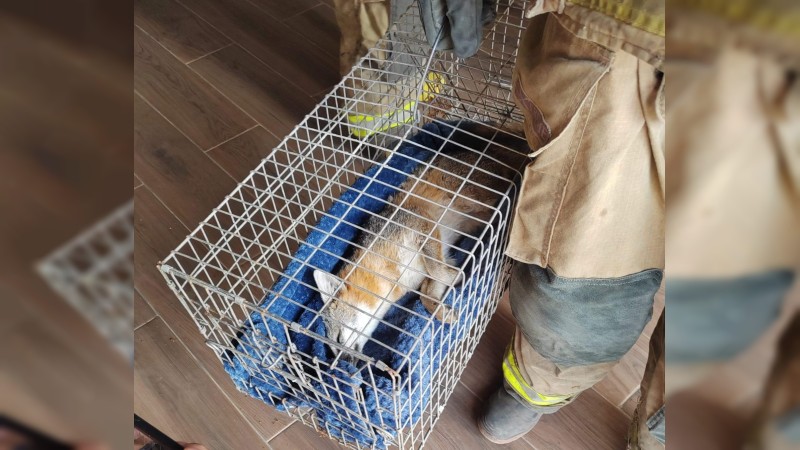 Rescatan cachorro de zorro, dentro de una vivienda, en Chilchota