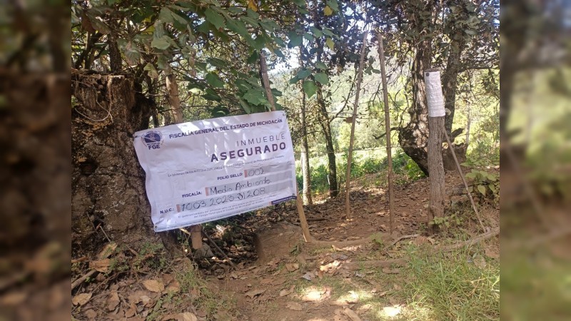 En cateo, asegura FGE predio relacionado en delitos contra el ambiente, en Pátzcuaro
