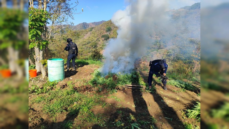 Localizan e incineran en Chinicuila plantío de mariguana