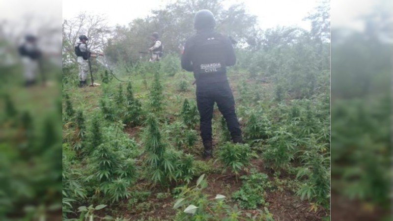 Erradican plantío de mariguana, en Chinicuila 