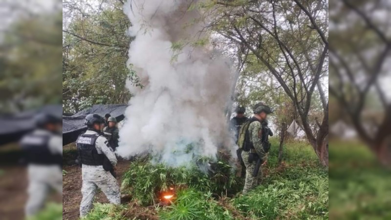 Destruyen 2 plantíos de mariguana, en Chinicuila 