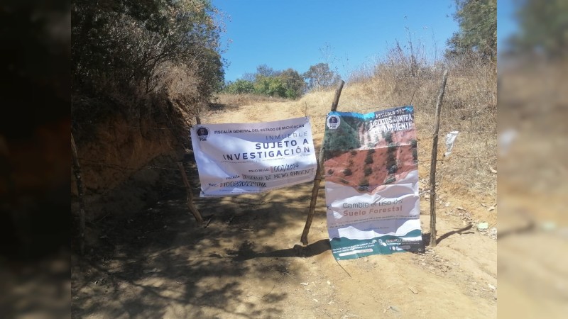 Aseguran plantación ilegal de aguacate en Pátzcuaro