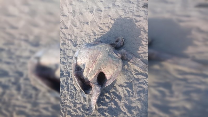 Aprovechan depredadores de tortugas, falta de vigilancia para asesinarlas, en LC 