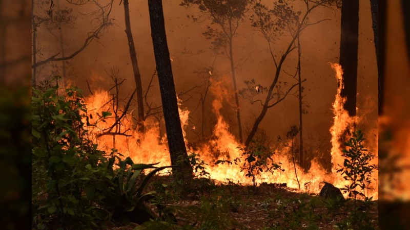 Incendios forestales en Jesús del Monte y San Miguel del Monte no quedarán impunes