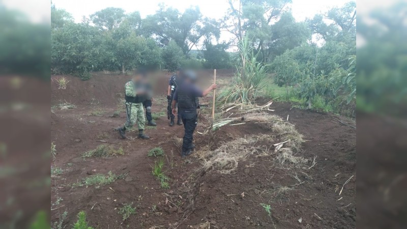 Encuentran policías cadáver dentro de narcofosa, en Cotija 