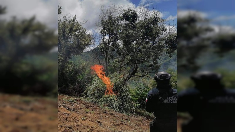Soldados eliminan plantío de mariguana de grandes dimensiones, en Tuzantla