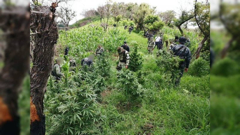 Militares, federales y ministeriales destruyen plantío de mariguana, en Tuzantla 