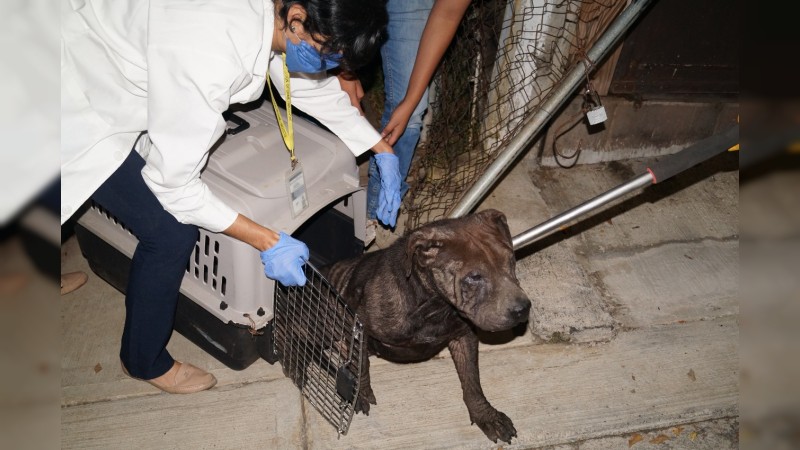 En cateo, rescata FGE a 4 perritos que estaban en abandono en un domicilio