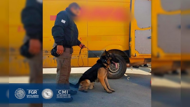 Perros policía localizan metanfetamina liquida, en empresa de paquetería, en Morelia 