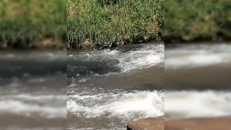 Hallan cadáver flotando, en río de Zamora 