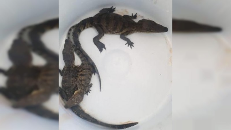 Asegura Guardia Nacional 5 crías de cocodrilo abandonadas, en Ecuandureo 