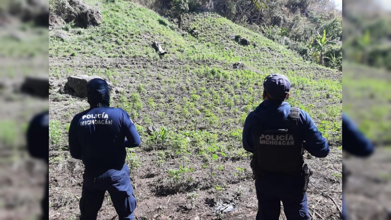 Destruyen policías plantío de mariguana, en Tzitzio 
