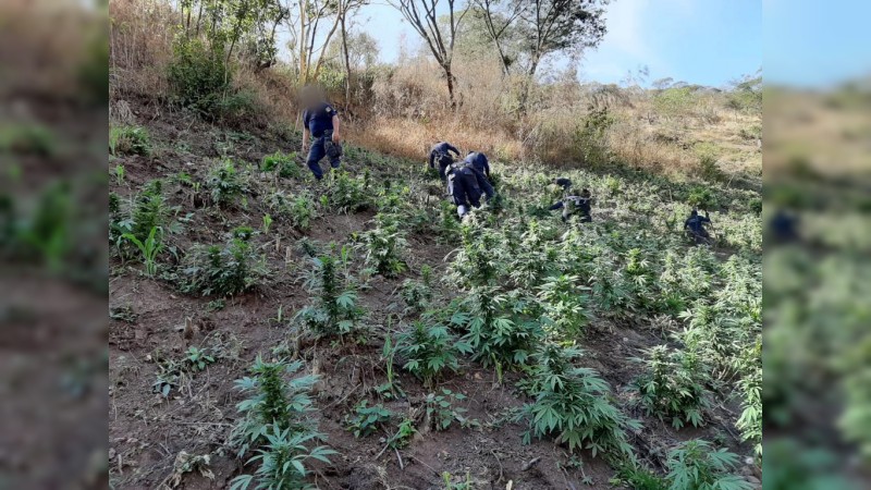 Destruyen policías plantío de mariguana, en Tzitzio 